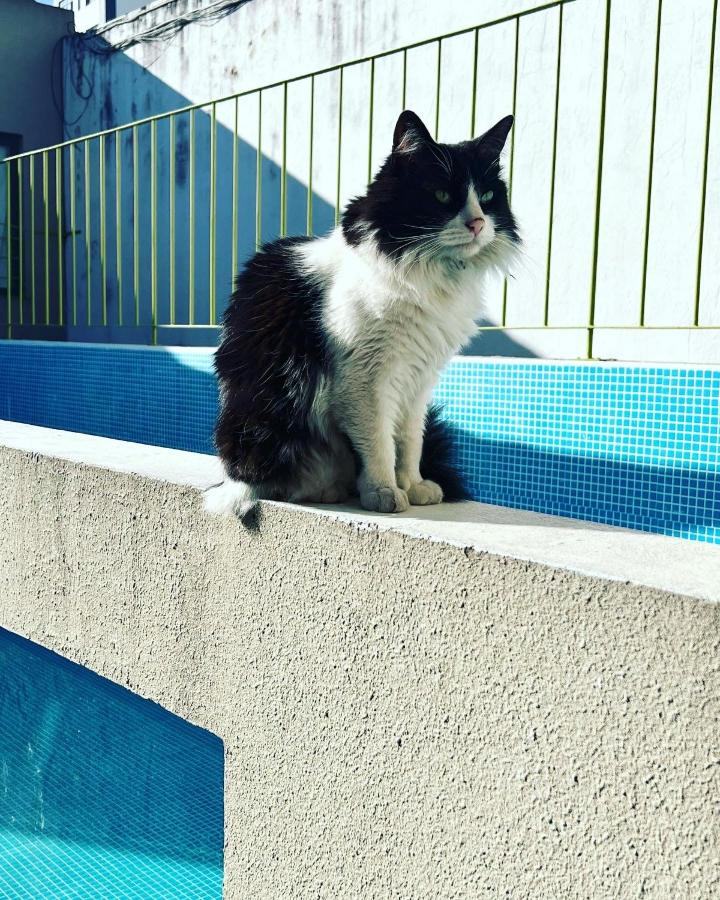 Gucci, un gato blanco y negro, en el borde de la piscina